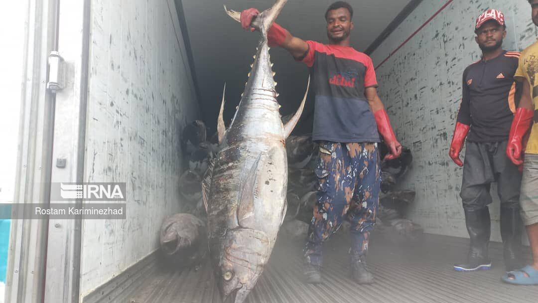 صید سالانه ۳۵۰ تن انواع تن ماهیان تجاری در ایران + فیلم