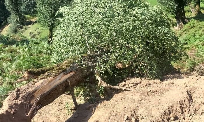 بازوی بتنی بر سینه جنگل هیرکانی؛ دغدغه جدید محیطبانان گیلان