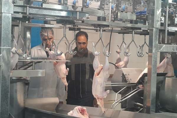 نظارت دامپزشکی زنجان بر کشتار ۱۴ میلیون قطعه طیور در کشتارگاه‌ها