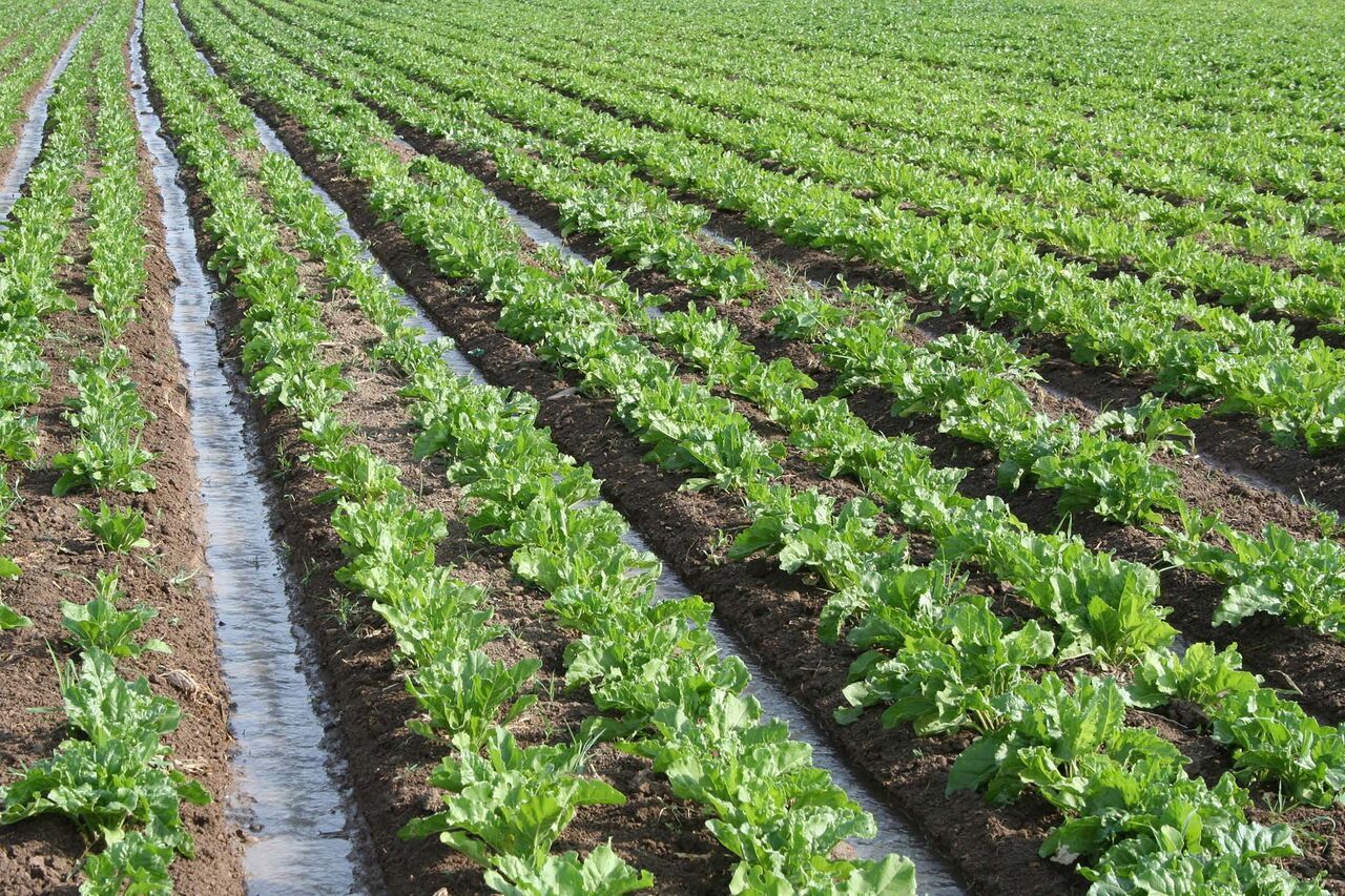 اجرای موفق نخستین کشت پاییزه چغندر قند در بوشهر اجرای موفق نخستین کشت پاییزه چغندر قند در بوشهر