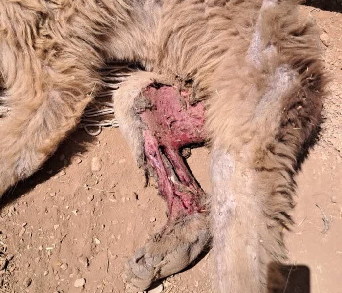 تلاشها برای نجات خرس قهوهای زخمی مرودشت بیثمر ماند