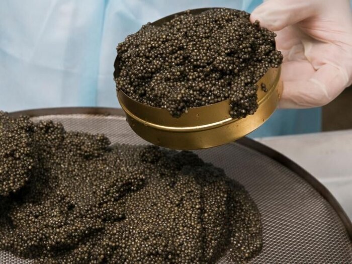 عبور خاویار خزر از خطر انقراض