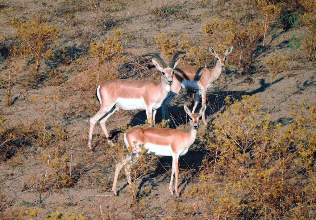 طرح احیای آهو، ملکه دشت مغان دوباره می‌دود