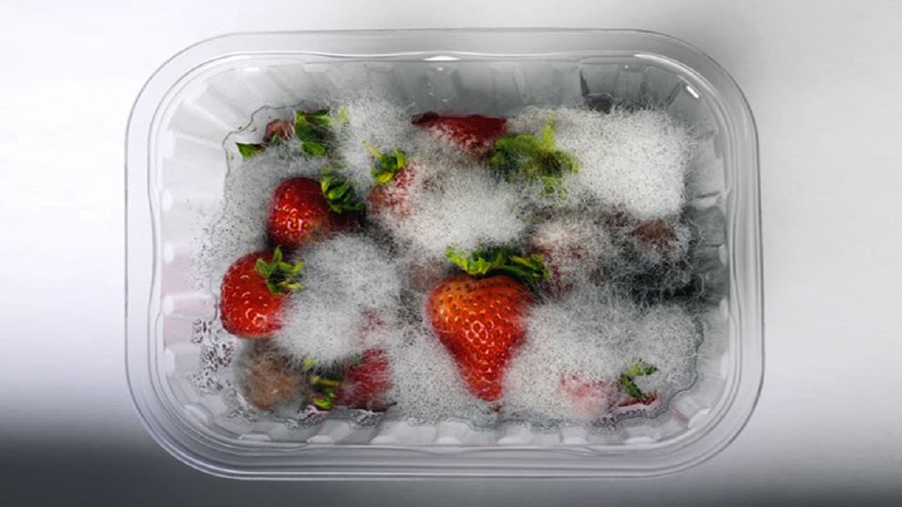 کپکهایی که وجودشان در مواد غذایی خطرناک است