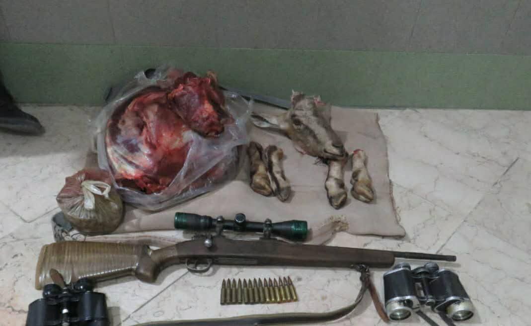 لاشه ۲ راس قوچ وحشی در تایباد کشف شد