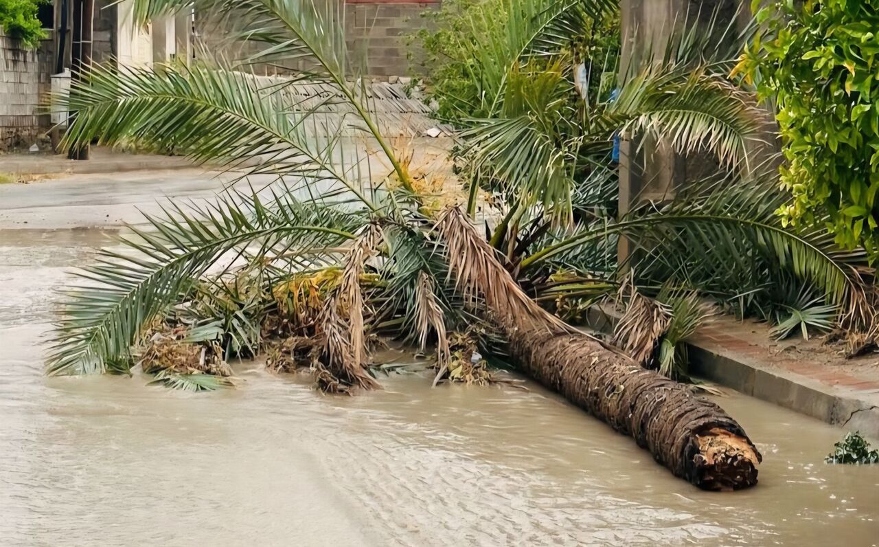 ۲۷ میلیمتر بارش در بوشکان دشتستان ثبت شد ۲۷ میلیمتر بارش در بوشکان دشتستان ثبت شد