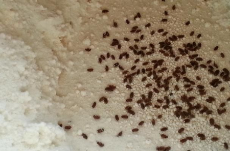 راهکارهای مقابله و پیشگیری از حشره ادویه در آشپزخانه