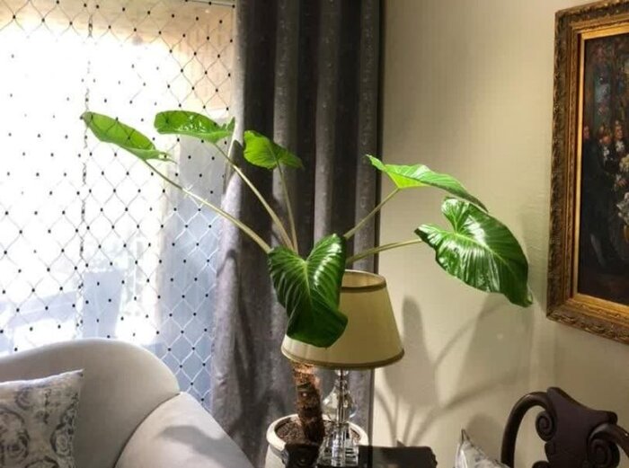 گیاه آپارتمانی آلوکازیا؛ زیبایی استوایی در خانه شما