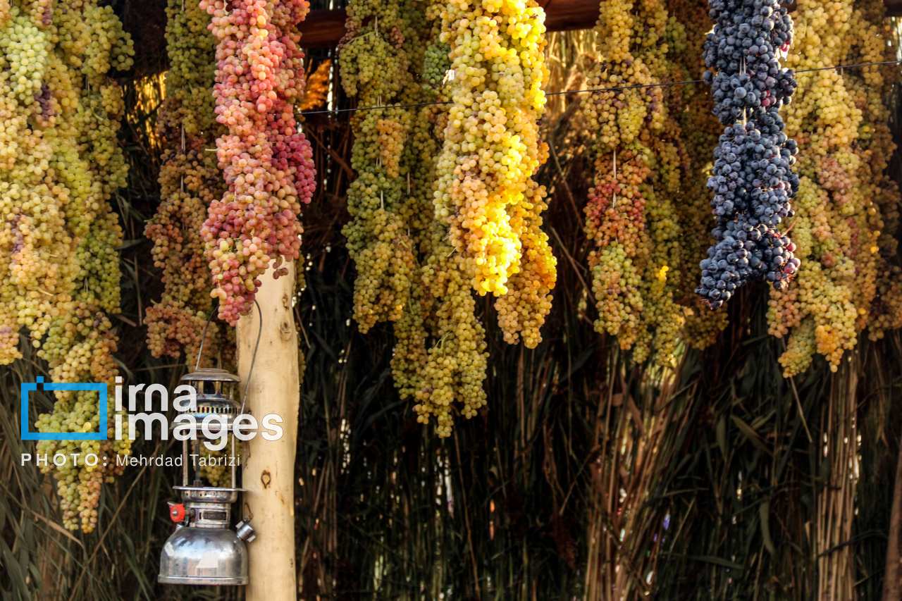 ۱۳ محصول ایران به ثبت جهانی رسید + فیلم