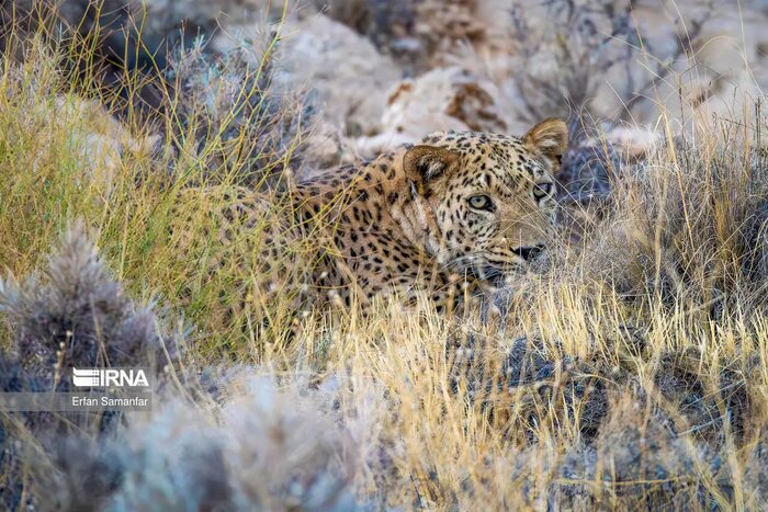 ظهور باشکوه پادشاه کوهستان در سپیدهدم خراسانشمالی