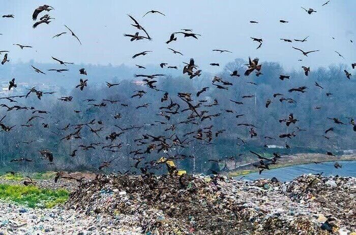 راه نجات مازندران از چنگال غول زباله