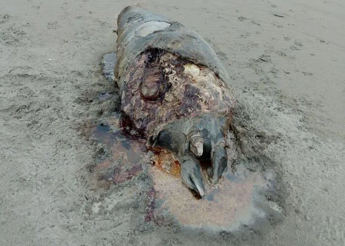 لاشه یک قلاده فوک خزری در ساحل زیباکنار گیلان کشف شد