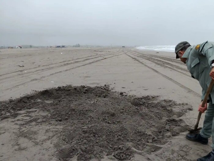 لاشه یک قلاده فوک خزری در ساحل زیباکنار گیلان کشف شد