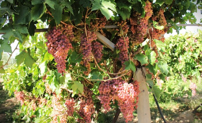 مرمت حافظیه تا کشف شیء قاجاری