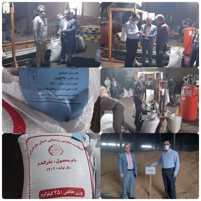 آمادگی کشت محصولات پاییزه در مازندران با تامین پنج هزار تن بذر گواهی شده گندم