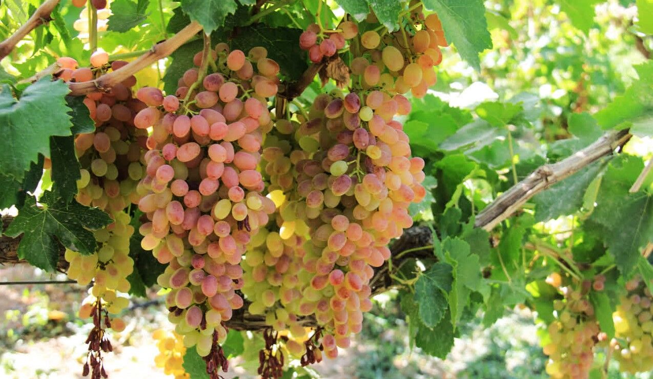 آغاز طرح اصلاح باغات انگور در چهارمحال و بختیاری آغاز طرح اصلاح باغات انگور در چهارمحال و بختیاری