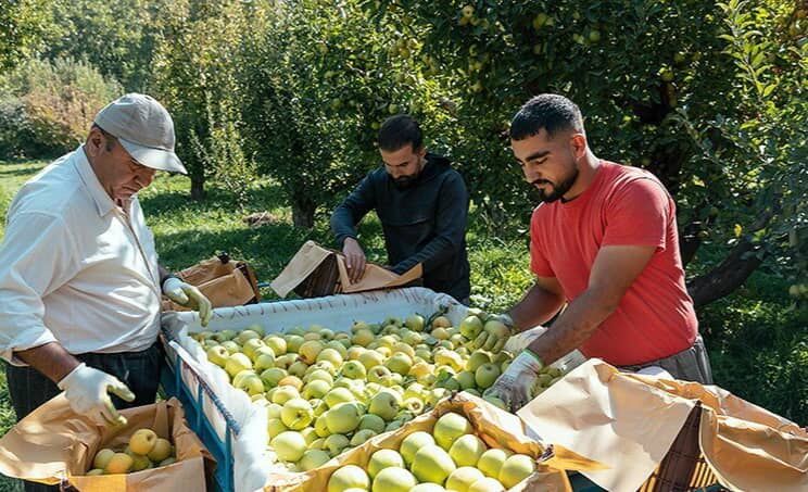 نبود صنایع تبدیلی فروش سیب در کهگیلویه و بویراحمد را دشوار کرد