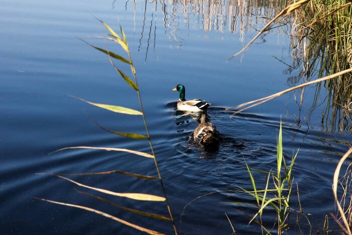 شکوه جاذبههای لنگرود در یک قاب