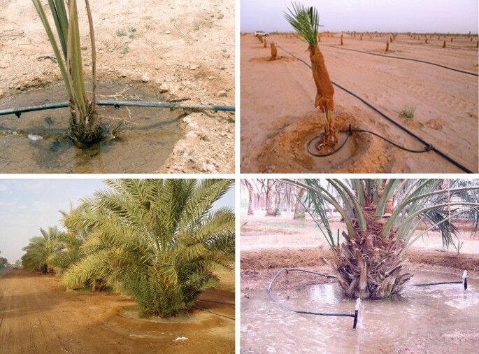 طرح آبیاری نوین، مصرف آب نخیلات بوشهر را ۶۶ درصد کاهش داد طرح آبیاری نوین، مصرف آب نخیلات بوشهر را ۶۶ درصد کاهش داد