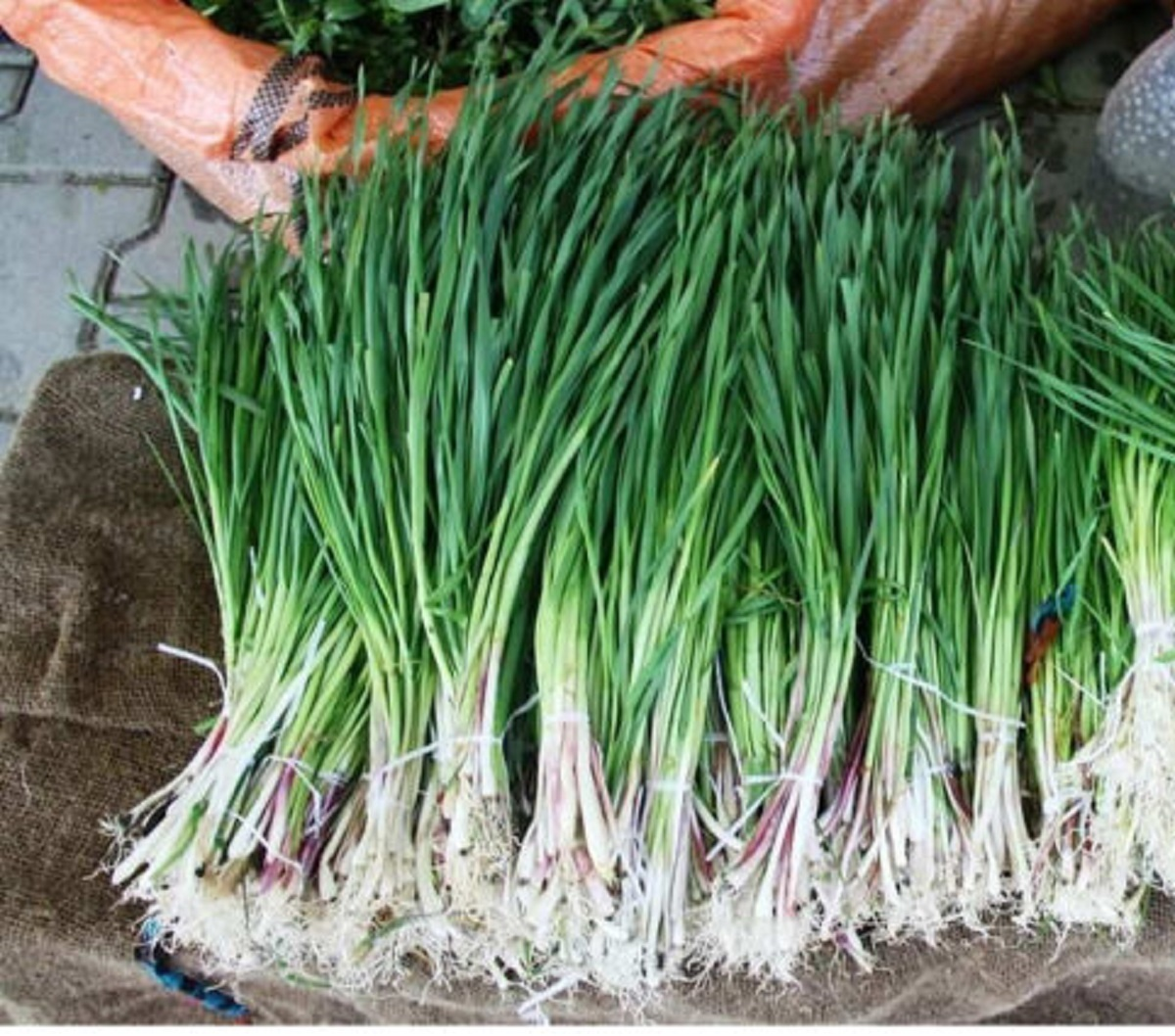 طرز تهیه آش شِنگ لرستان؛ غذایی سرشار از ویتامین