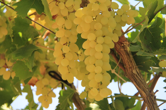 طلوع بخت انگور سیاه میرآباد در جشنواره همدلی+ فیلم