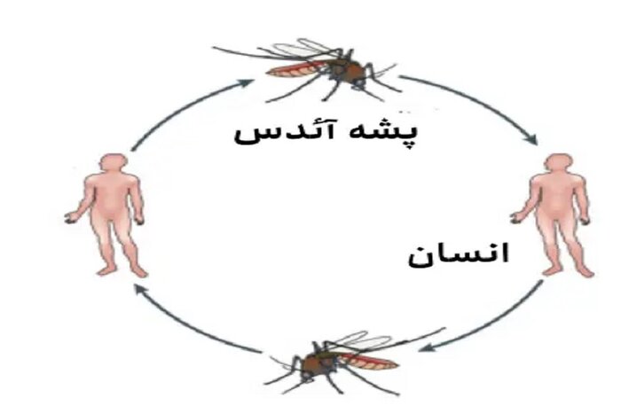 صید پشه ناقل تب دنگی در بابل/ شهروندان با علائم بدن درد شدید به مراکز درمانی مراجعه کنند