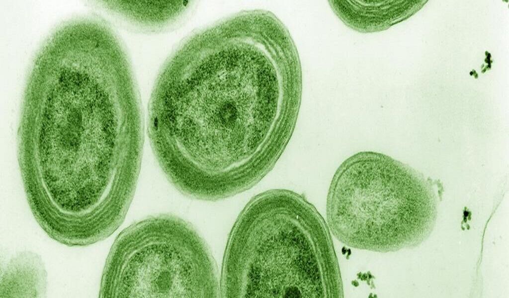 منبع تولید یک‌سوم اکسیژن زمین در خطر است