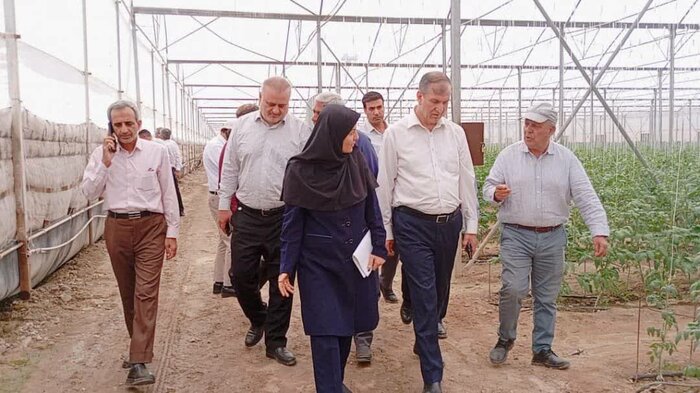 آیین شکرانه نخستین برداشت گردوی گرمسیری در حاجیآباد هرمزگان برگزار شد