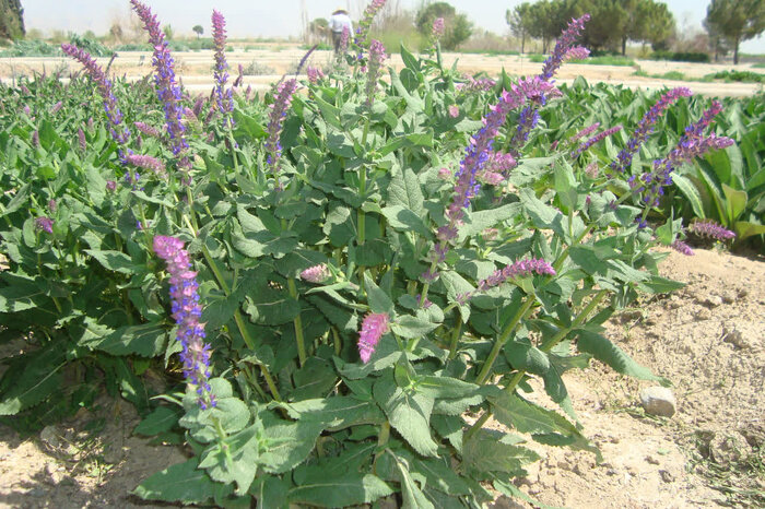 طلای سبز در دل کویر؛ هرمزگان در مسیر تحول صنعت گیاهان دارویی