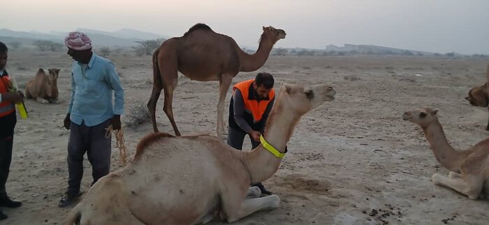 شتر "ذبه" ذخیره ژنتیکی ارزشمند در دل بحران کم آبی