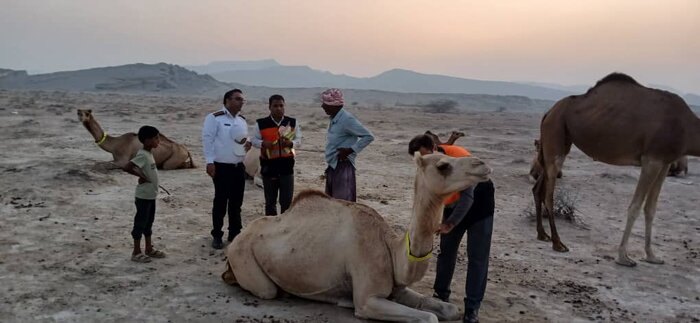 حلقههای شبنما به گردن و پای شترهای قشم بسته شد