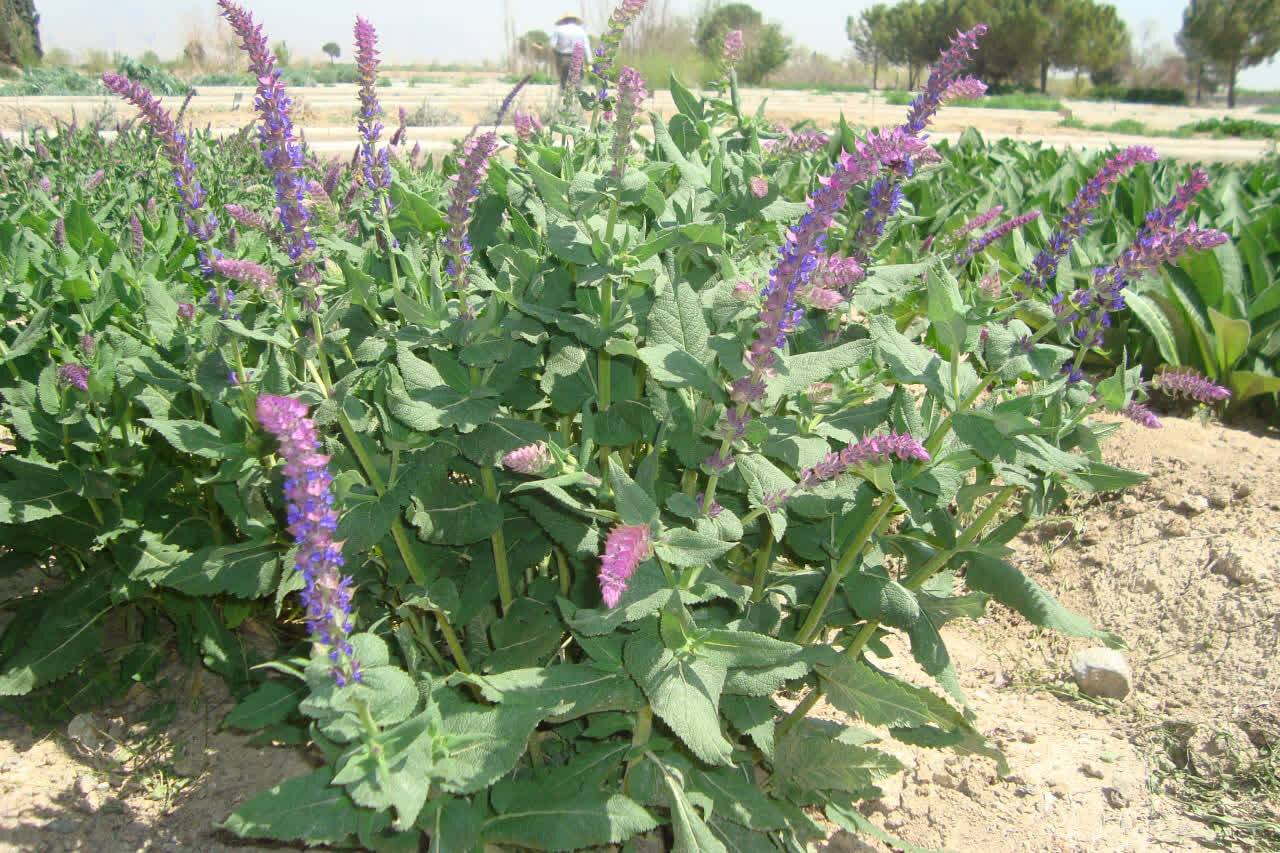 ۷۰۰ هکتار از مراتع بروجرد زیر کشت گیاهان دارویی رفت ۷۰۰ هکتار از مراتع بروجرد زیر کشت گیاهان دارویی رفت