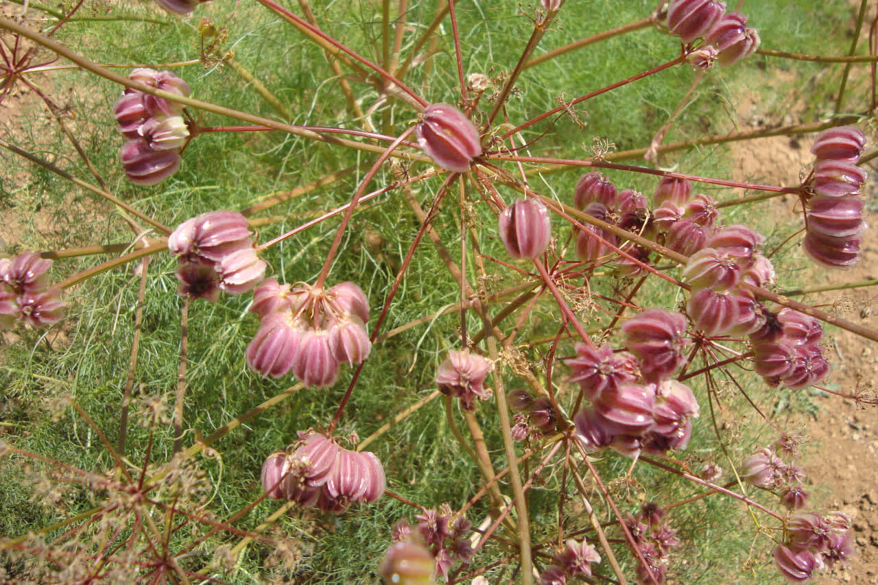 اختصاص نزدیک به ۱۰ هکتار از اراضی تربت‌حیدریه به کشت گیاهان دارویی+فیلم 