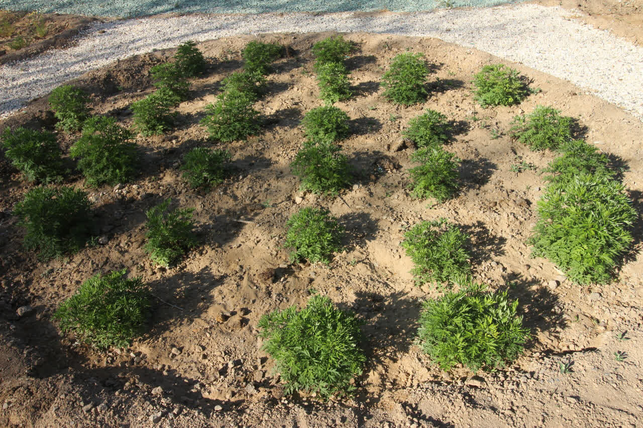 یک استاد دانشگاه: ظرفیت تولید گیاهان دارویی ایران در آب و خاک شور بسیار است+فیلم یک استاد دانشگاه: ظرفیت تولید گیاهان دارویی ایران در آب و خاک شور بسیار است+فیلم