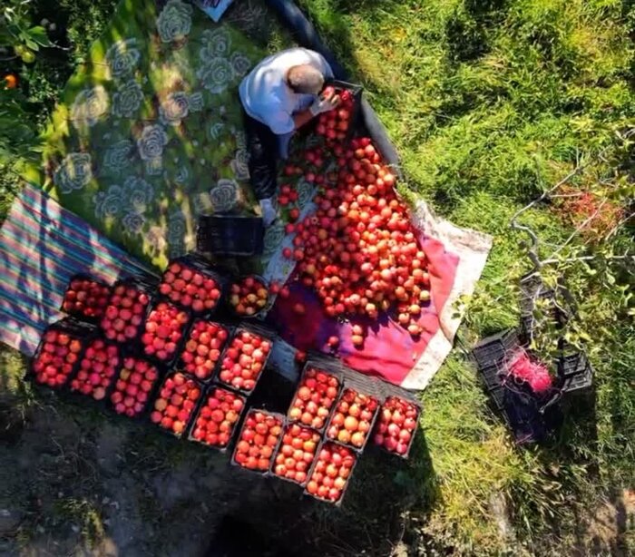 یاقوت باران انارستان در پاییز سرخ لرستان