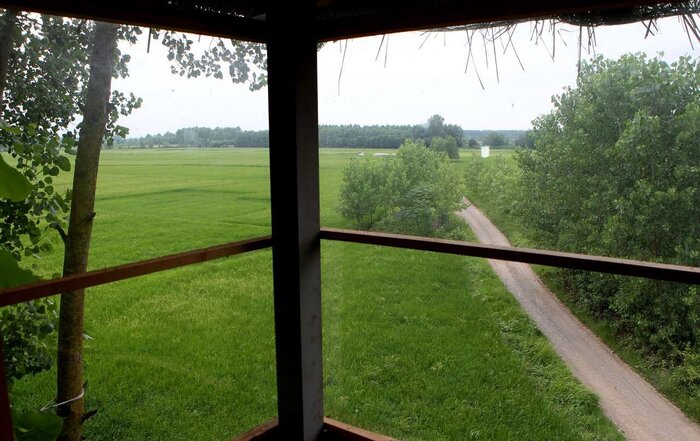 خمام؛ هنر حصیر تا عطر تالاب بر فراز کلبههای درختی