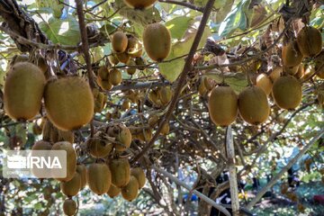 صادرات کیوی از گیلان به جهان آغاز شد