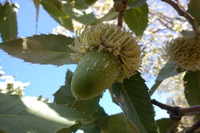 «شوکه»؛ شوکران جنگل بلوط