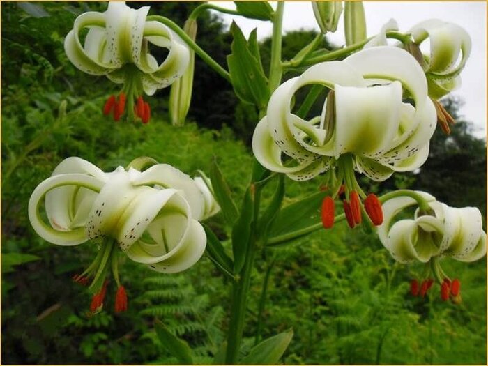 رودبار؛ سرزمین زیتونهای جاودان تا رازهای هزار ساله طبیعت