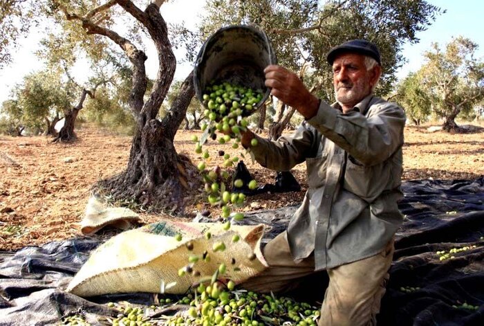 رودبار؛ سرزمین زیتونهای جاودان تا رازهای هزار ساله طبیعت