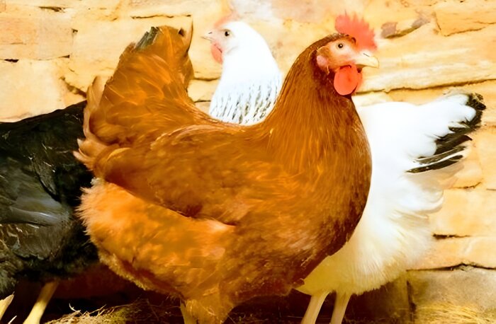تزریق ۲ میلیون ۵۰۰ هزار دوز واکسن آنفلوآنزای فوق حاد پرندگان در گلپایگان