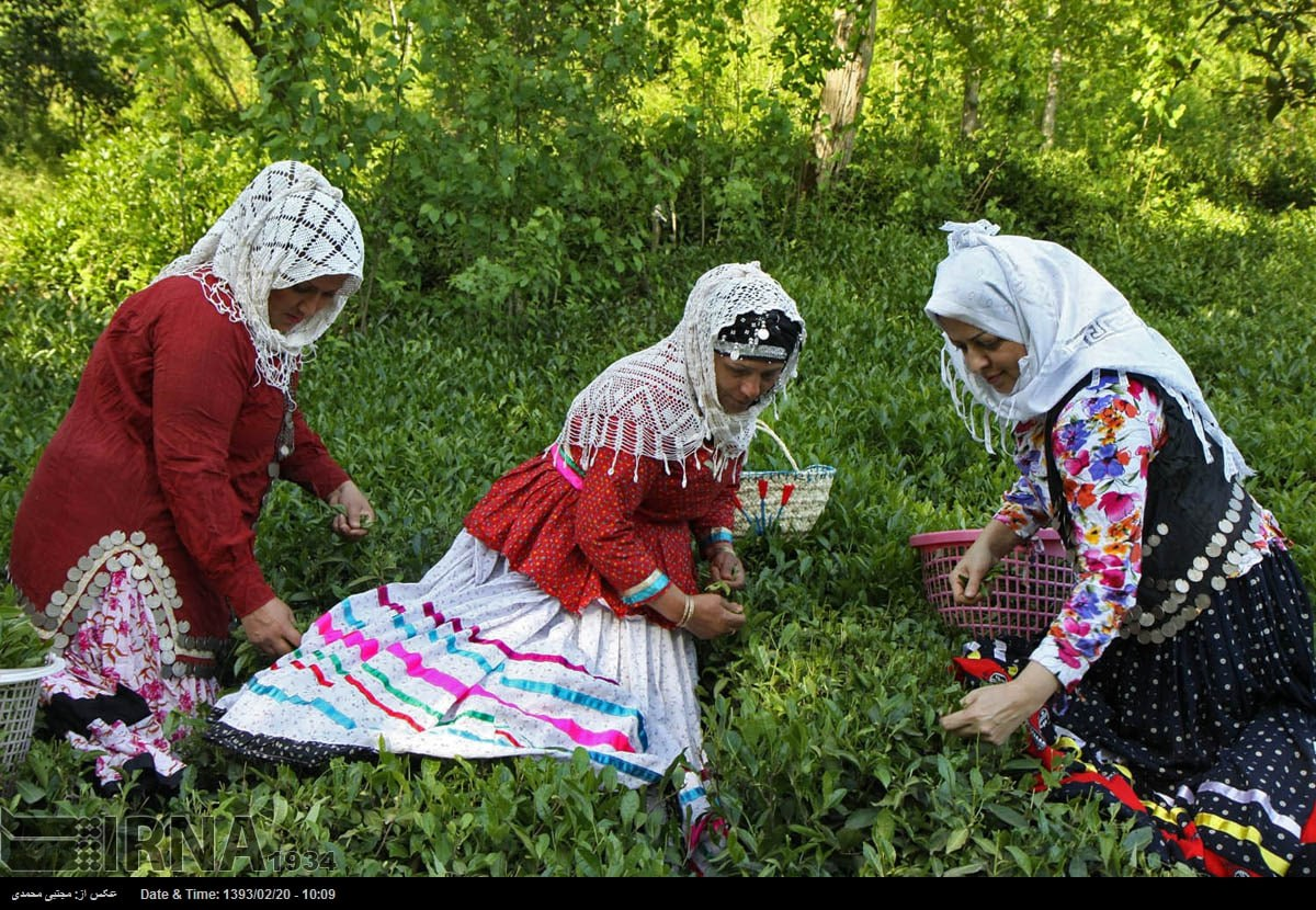 لاهیجان؛ ‌عروس گیلان، پایتخت چای ایران و شهر همیشه بیدار
