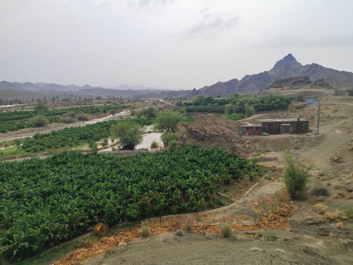 کشاورزی