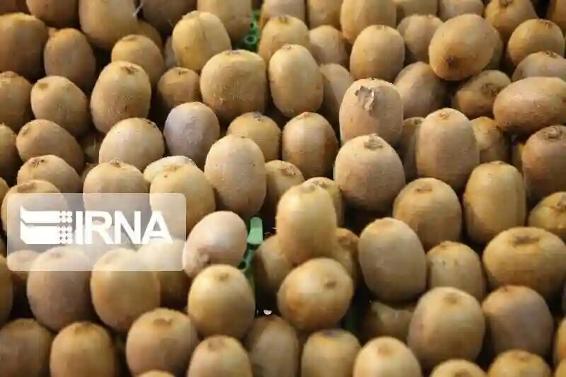 افزون بر پنج هزار تن کیوی و نارنگی از مازندران صادر شد