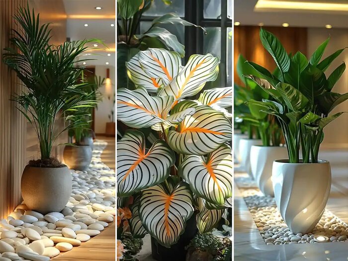 دکوراسیون خانهات را با گیاهان طبیعی بهشتی کن