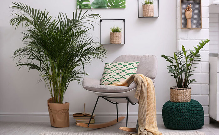 دکوراسیون خانهات را با گیاهان طبیعی بهشتی کن