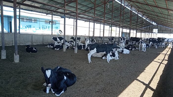 ضوابط سختگیرانه ورود و خروج دام در همدان بدنبال شیوع بیماری تب برفکی