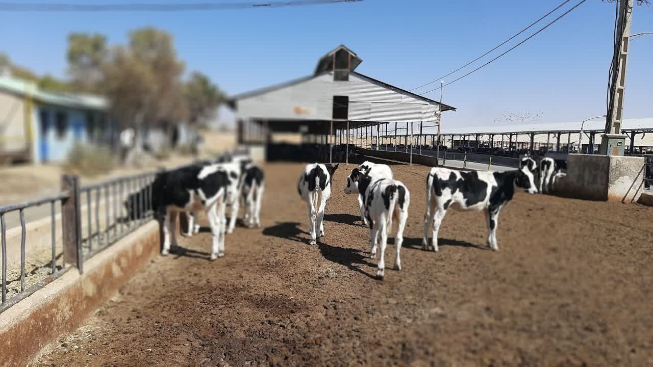 فیلم| «درگزین» در مسیر تحول دامپروری/
روایتی از گاوداری ۶ هزار راسی