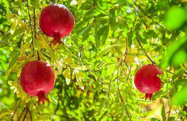 ۲۷ رقم انار در باغ‌های بهشهر تولید میشود