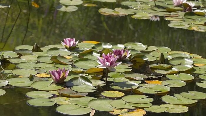 مرگ «نیلوفر» در سراب، سودجویان متهم ردیف اول